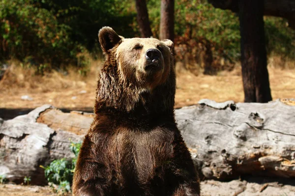 Niedźwiedź brunatny Grizzly bear — Zdjęcie stockowe
