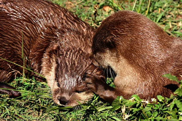 Eurázsiai vidrák (Lutra lutra lutra) — Stock Fotó