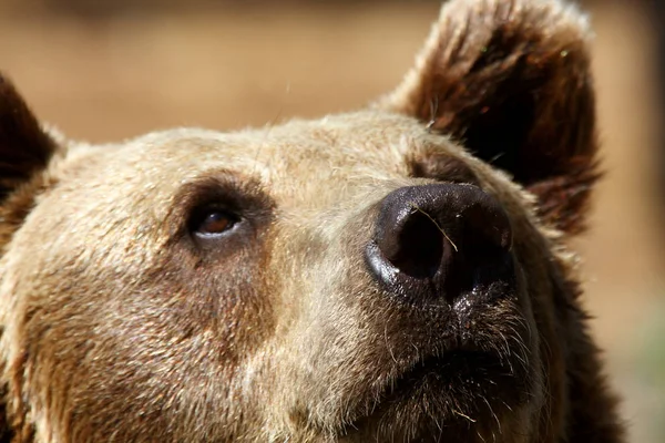그리 즐 리 베어 브라운 곰 — 스톡 사진