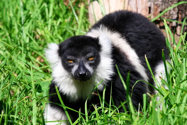 Lemur katta (Lemur Catta) — Stockfoto