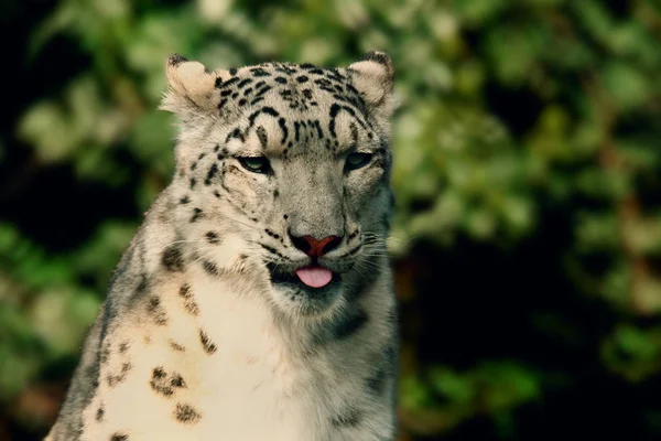 Χιόνι λεοπάρδαλη closeup — Φωτογραφία Αρχείου