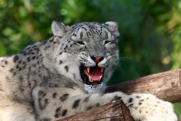 Closeup Snow leopard — Stock fotografie