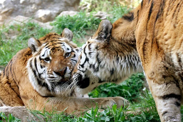 Bengal Tiger Portrait — Stock Photo, Image