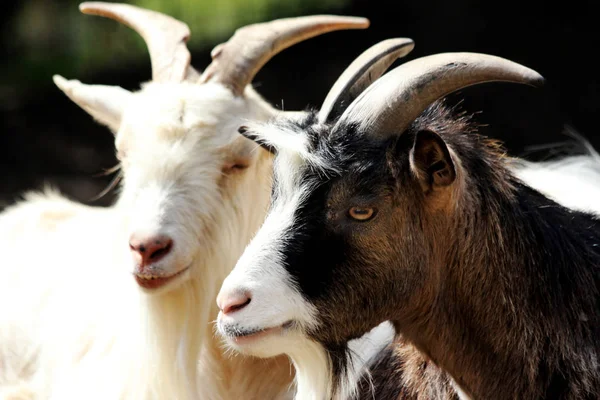 Cabra doméstica (Capra aegagrus hircus ) — Foto de Stock