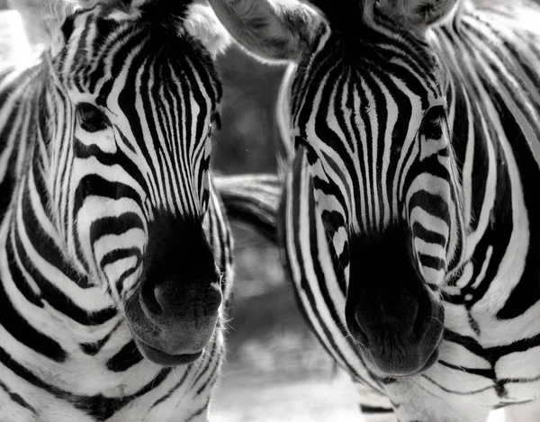 Zebras afrikanische Tiere — Stockfoto
