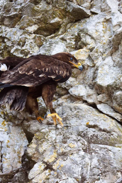 Águila real o Aquila Chrysaetos . — Foto de Stock