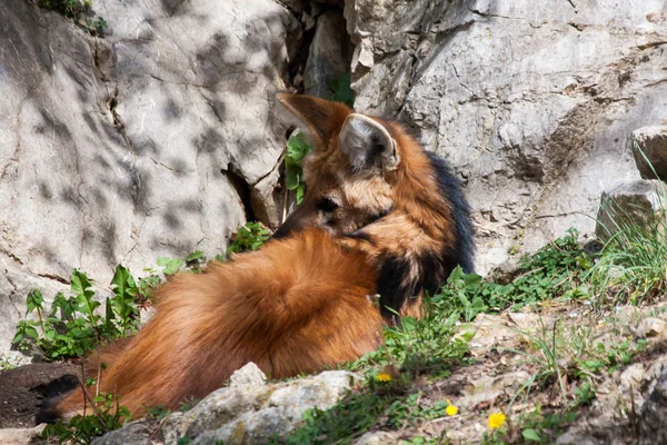 Lobo de crin (Chrysocyon brachyurus ) —  Fotos de Stock