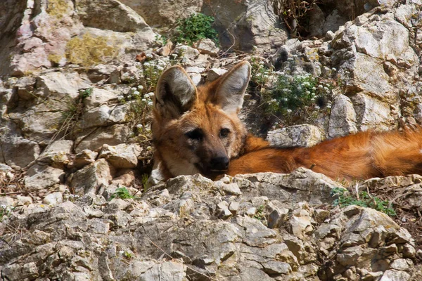 Yeleli kurt (chrysocyon brachyura)