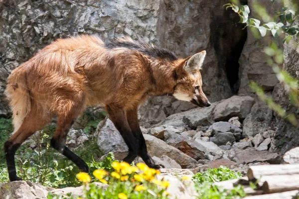 Maned wolf (Chrysocyon brachyurus) — Stock Photo, Image