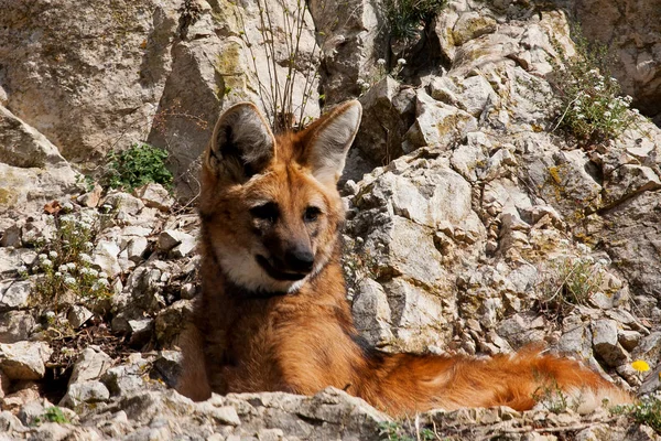 Lobo de crin (Chrysocyon brachyurus ) —  Fotos de Stock