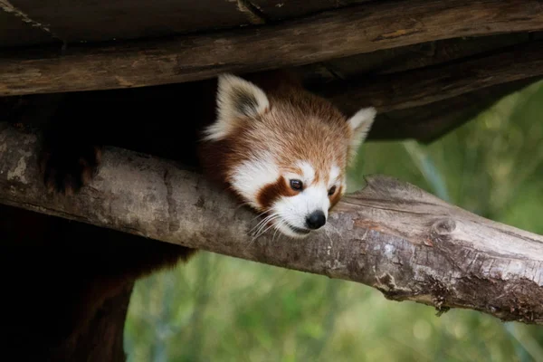 Panda rojo, también conocido como panda menor —  Fotos de Stock