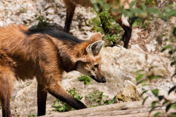 Wilk grzywiasty (chrysocyon brachyurus) — Zdjęcie stockowe