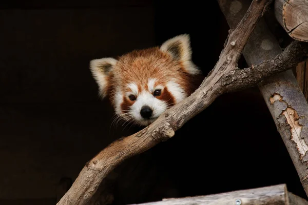 Panda rojo, también conocido como panda menor —  Fotos de Stock