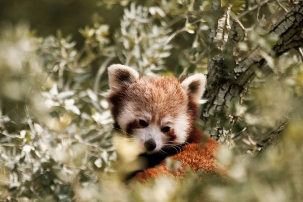 Panda červená, aka menší panda — Stock fotografie