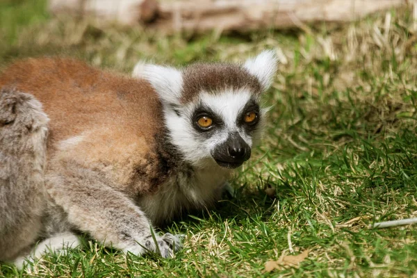 环尾狐猴（Lemur catta）) — 图库照片