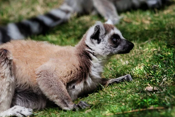 Lémur cola anillada (Lemur catta) — Foto de Stock