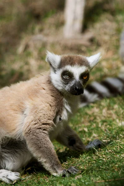 Ringstaartmaki (Lemur catta)) — Stockfoto