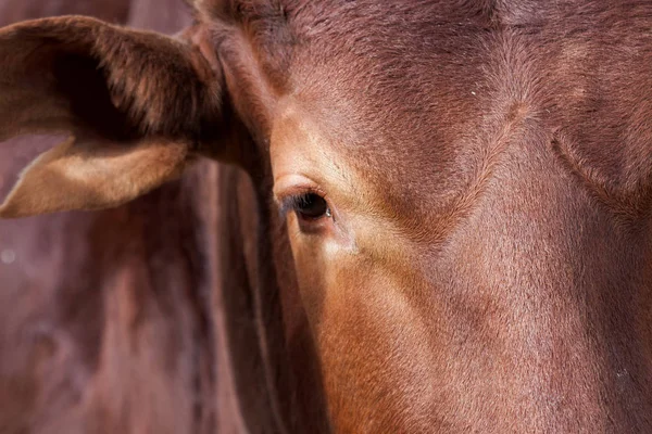 Корова Анколе-Ватуси — стоковое фото