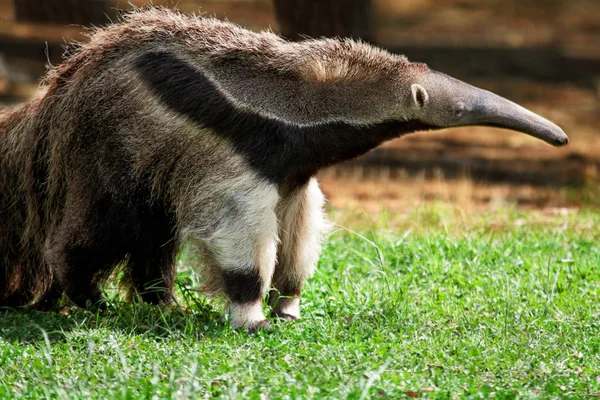 Anteater gigante (Myrmecophaga tridactyla ) — Foto de Stock