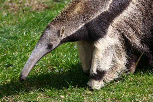 Raksasa Anteater (Myrmecophaga tridactyla ) — Stok Foto