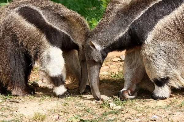 Anteater gigante (Myrmecophaga tridactyla ) —  Fotos de Stock