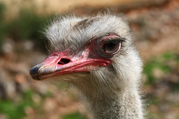 Struisvogel vogel gezicht — Stockfoto