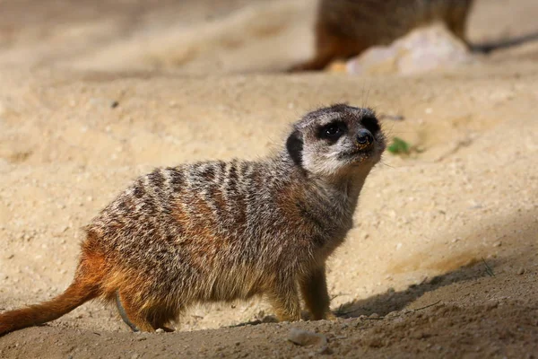 Meerkats es una especie típica de África —  Fotos de Stock