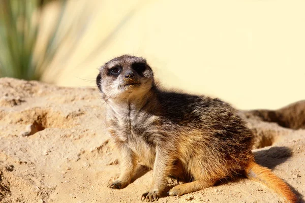 Meerkats is typical Africa species — Stock Photo, Image
