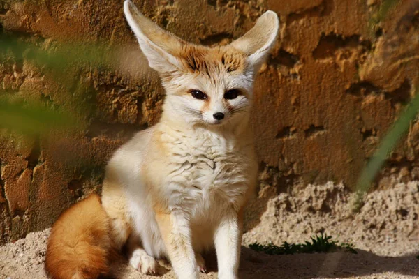 Zorro fennec (Vulpes zerda ) — Foto de Stock