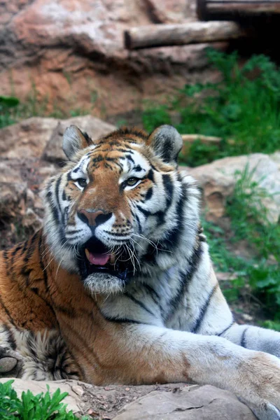 Retrato de tigre de bengala — Fotografia de Stock