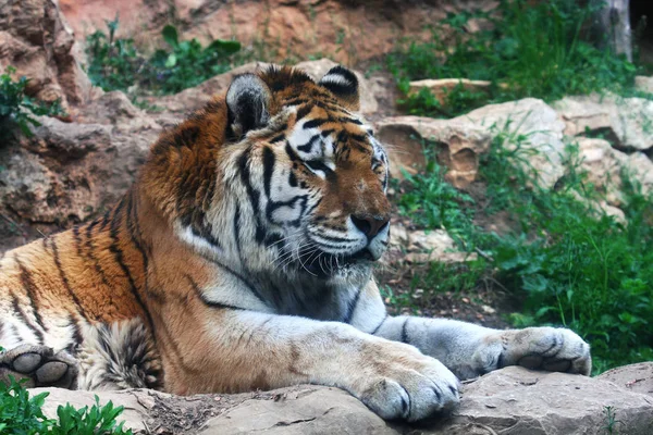 Retrato de tigre de bengala — Fotografia de Stock