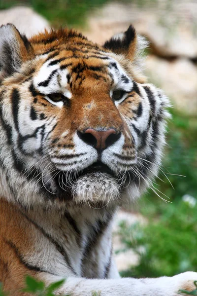 Retrato de tigre de bengala — Fotografia de Stock