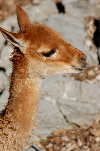 Jeune lama brun — Photo