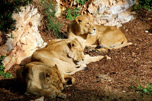 Genç dişi aslan dinlenme — Stok fotoğraf