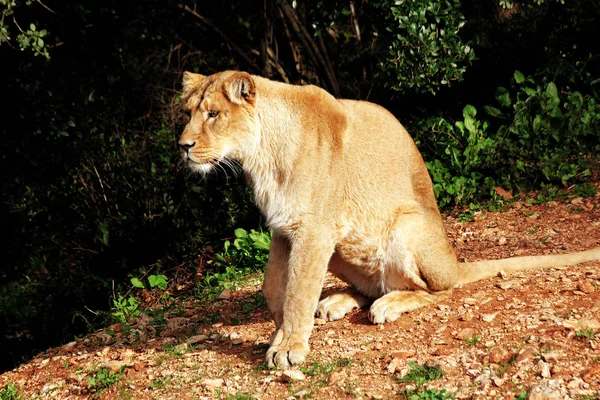 年轻的母狮休息 — 图库照片