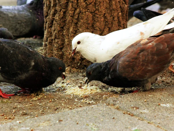 Pigeons eating on the road — Stock Photo, Image