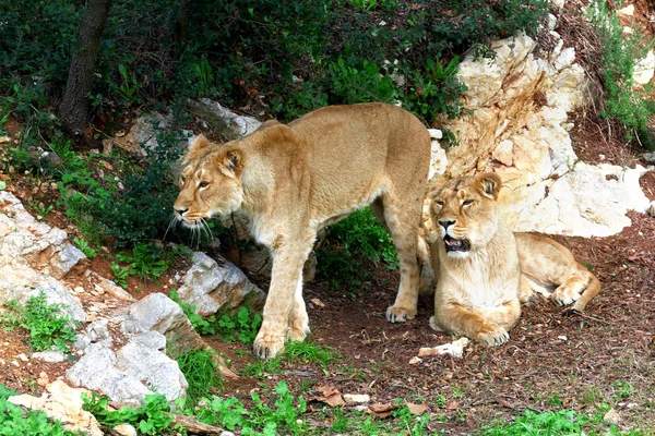 Ormanda genç dişi aslan — Stok fotoğraf