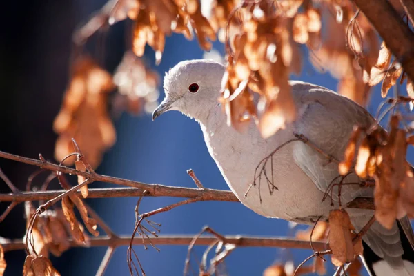 Gołębie w drzewie — Zdjęcie stockowe