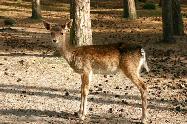 森の中の若い鹿は — ストック写真