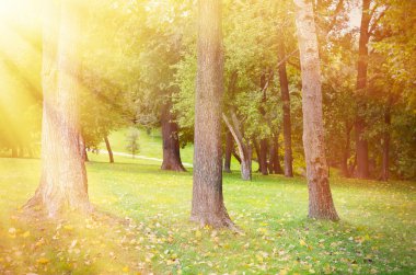 Sonbahar çimleri park arka planda ağaçları ile. Sarı yapraklar yeşil çim. Arka ışık. Sıcak altın parlak güneş ışınları