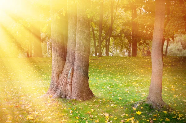 Golden park sonbaharda.