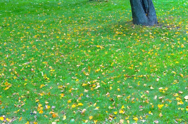 Sonbahar çimleri park arka planda ağaçları ile. Sarı yapraklar yeşil çim. Parlak altın sonbahar.