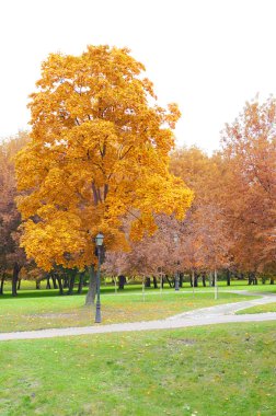 Golden park sonbaharda.