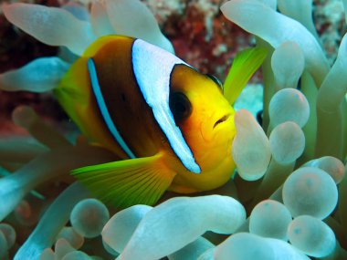 Kızıl Deniz Anemonbalığı (amfiprion bicinctus). Sharm el Sheikh 'de Ras Mohammed' de çekildi..