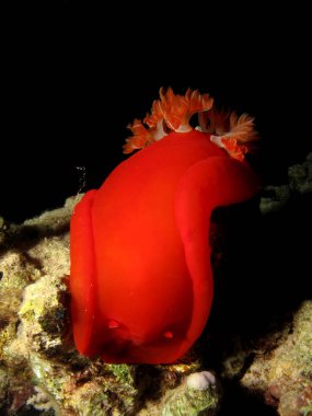 İspanyol dansçı (Hexabranchus sangeuineus). Kızıl Deniz 'i, Mısır' ı.