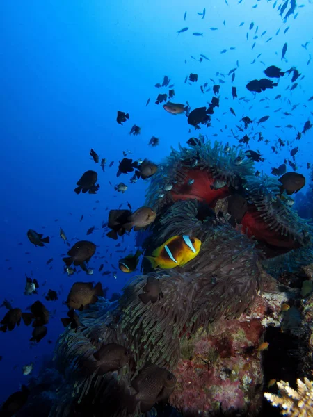 Röda Havsanemonefish Amphiprion Bicinctus Tagen Ras Mohammed Sharm Sheikh — Stockfoto