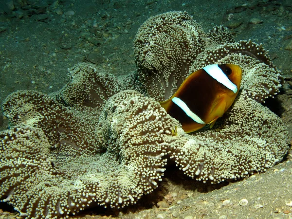 Anemonefish 양서류 양서류 양서류 모하메드 셰이크 납치되다 — 스톡 사진