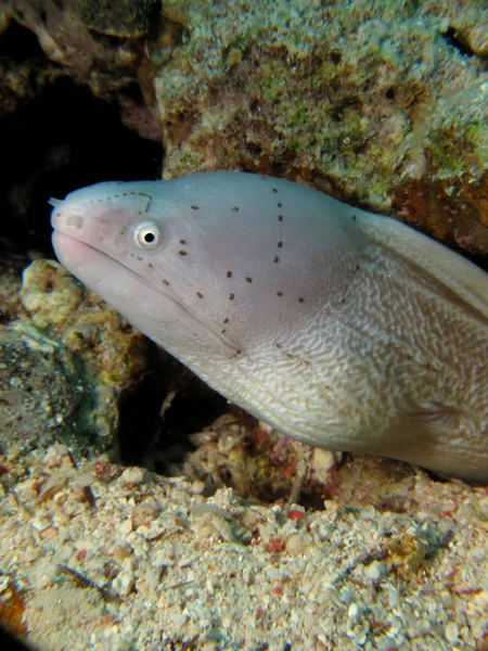 Szary Moray Gymnothorax Griseus — Zdjęcie stockowe