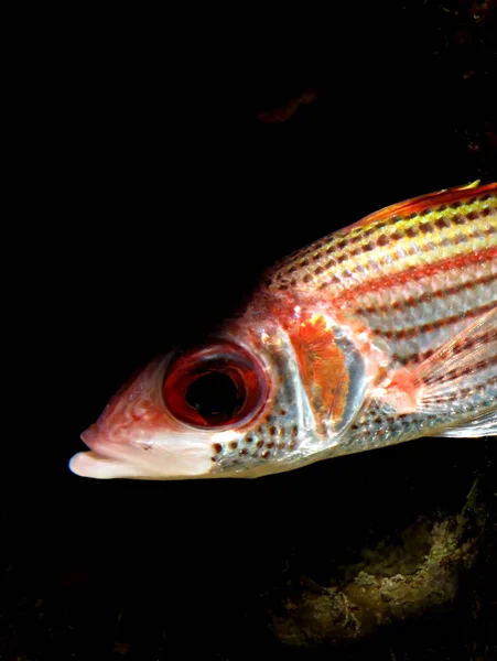 Blood Spot Squirrelfish Neoniphon Sammara Taking Red Sea Egypt — ストック写真