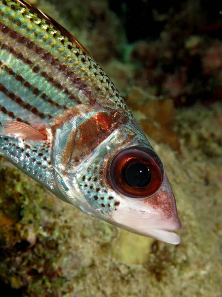 Kan Lekeli Sincap Balığı Neoniphon Sammara Kızıl Deniz Mısır — Stok fotoğraf
